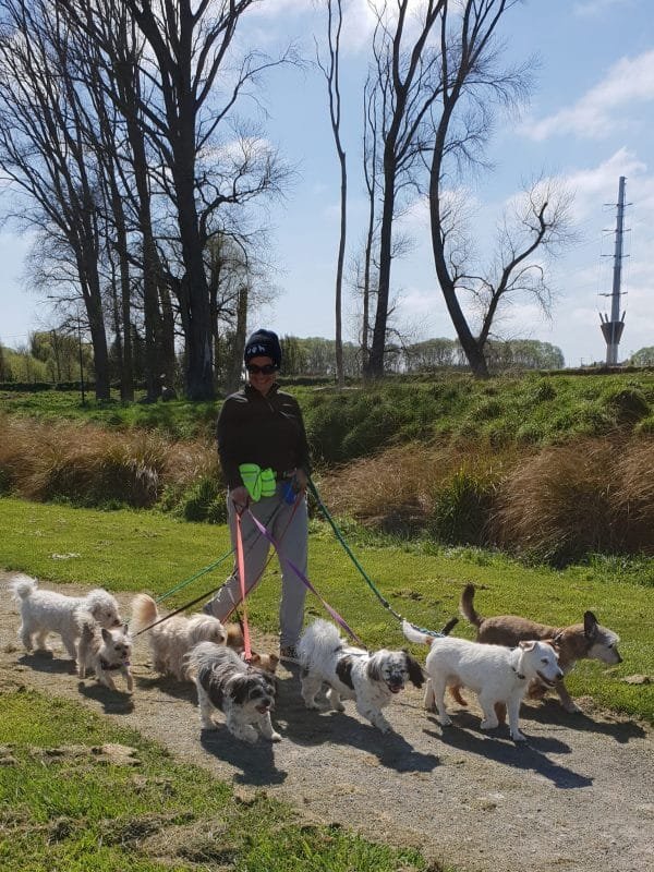 Sunday walk with 9 dogs - a record for me!