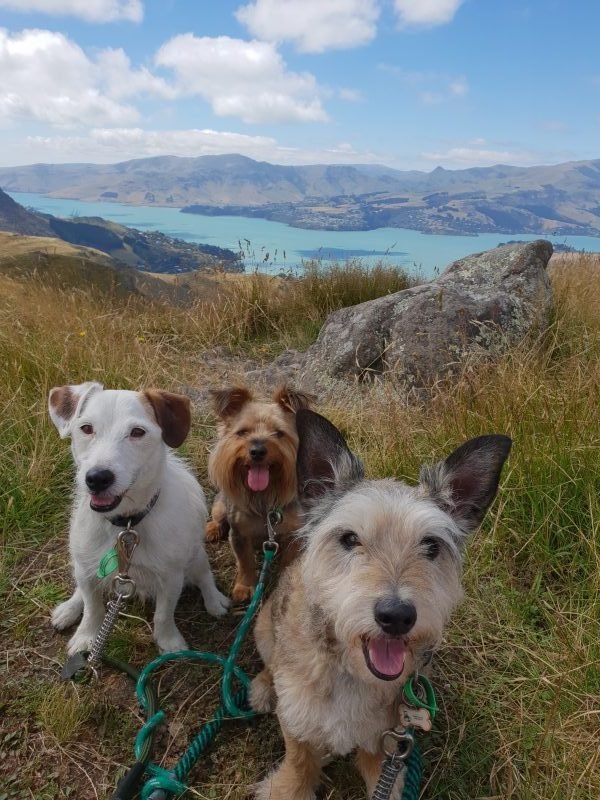 Rocky's Summer Camp continues: hiking with friends
