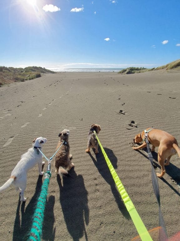 Walking the dogs on Pines Beach, Kaiapoi.