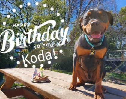 Koda turns 1 today and we’re celebrating!